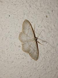 <i>Idaea subsericeata</i>