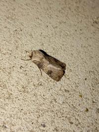 <i>Agrotis puta</i>