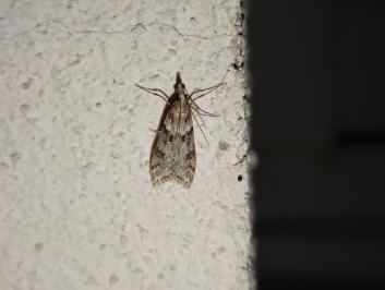 <i>Eudonia angustea</i>