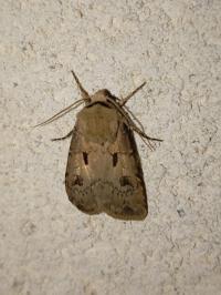 <i>Agrotis exclamationis</i>