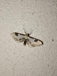 <i>Eupithecia centaureata</i>