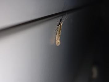 <i>Plutella xylostella</i>