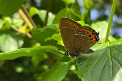 <i>Satyrium pruni</i>