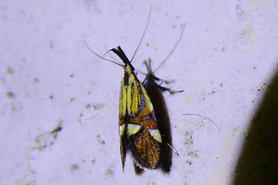 <i>Alabonia geoffrella</i>