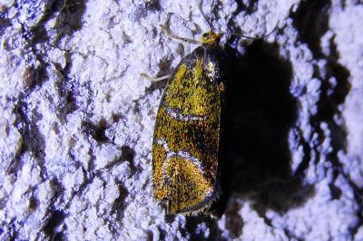 <i>Ptycholoma lecheana</i>