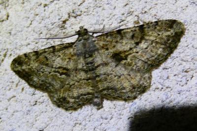 <i>Peribatodes rhomboidaria</i>