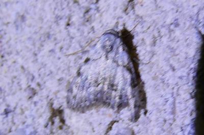 <i>Nola confusalis</i>