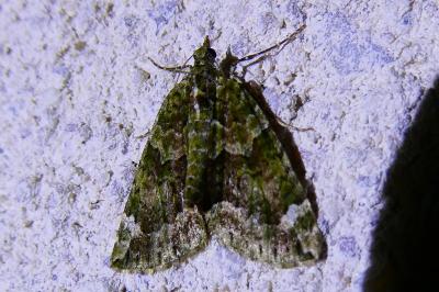 <i>Chloroclysta siterata</i>