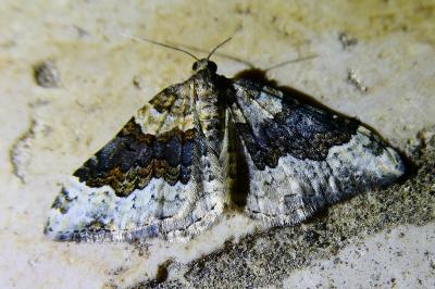 <i>Epirrhoe galiata</i>