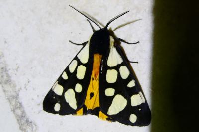 <i>Arctia villica</i>