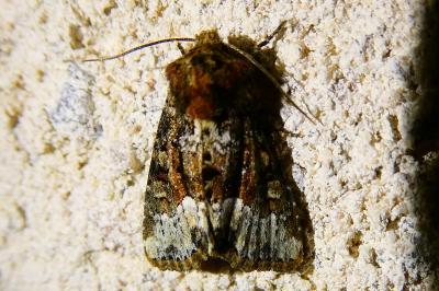 <i>Oligia</i>