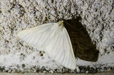 <i>Siona lineata</i>