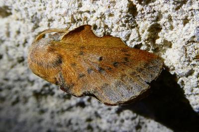 <i>Phyllodesma tremulifolia</i>
