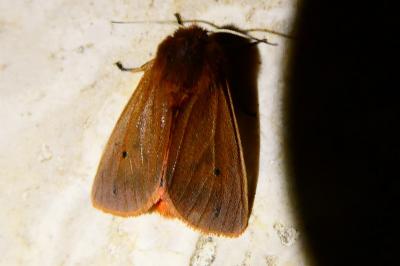 <i>Phragmatobia fuliginosa</i>