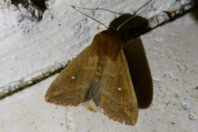 <i>Mythimna albipuncta</i>