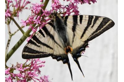 <i>Iphiclides podalirius</i>