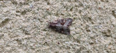 <i>Lacanobia w-latinum</i>