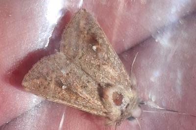 <i>Mythimna albipuncta</i>