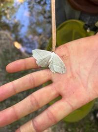 <i>Campaea margaritaria</i>