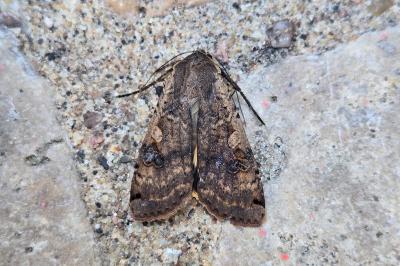 <i>Noctua pronuba</i>