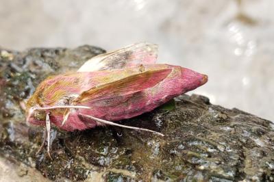 <i>Deilephila elpenor</i>