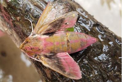 <i>Deilephila elpenor</i>
