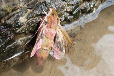 <i>Deilephila elpenor</i>