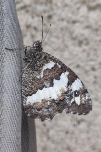 <i>Brintesia circe</i>