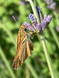 <i>Thymelicus lineola</i>