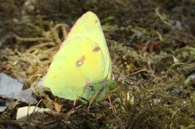 <i>Colias alfacariensis</i>