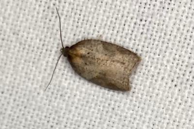 <i>Acleris sparsana</i>