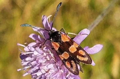 <i>Zygaena carniolica</i>