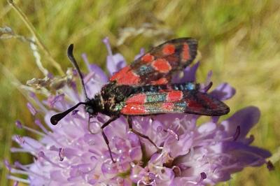 <i>Zygaena carniolica</i>