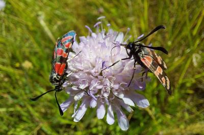 <i>Zygaena carniolica</i>