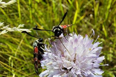 <i>Zygaena carniolica</i>