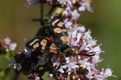 <i>Zygaena carniolica</i>