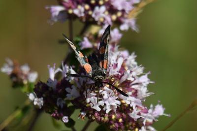 <i>Zygaena carniolica</i>
