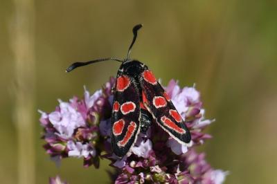 <i>Zygaena carniolica</i>