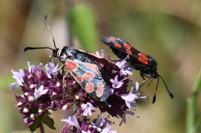 <i>Zygaena carniolica</i>