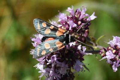 <i>Zygaena carniolica</i>