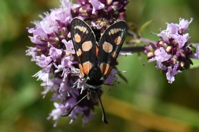 <i>Zygaena carniolica</i>