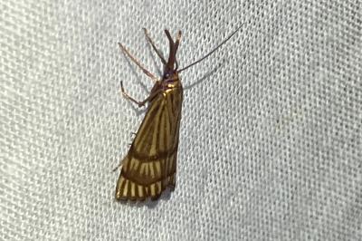 <i>Chrysocrambus linetella</i>