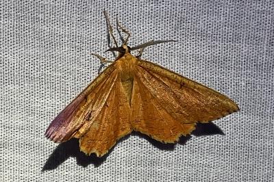 <i>Angerona prunaria</i>