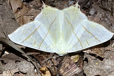 <i>Ourapteryx sambucaria</i>