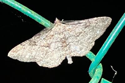 <i>Peribatodes rhomboidaria</i>