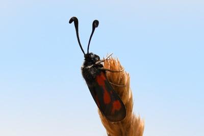 <i>Zygaena sarpedon</i>
