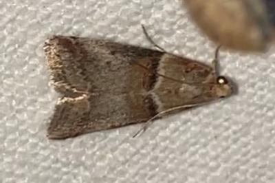 <i>Acrobasis tumidana</i>