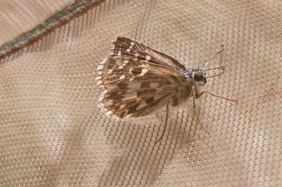 <i>Pyrgus armoricanus</i>