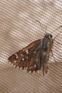<i>Pyrgus armoricanus</i>