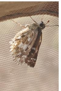 <i>Pyrgus armoricanus</i>